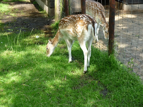 donk (38)